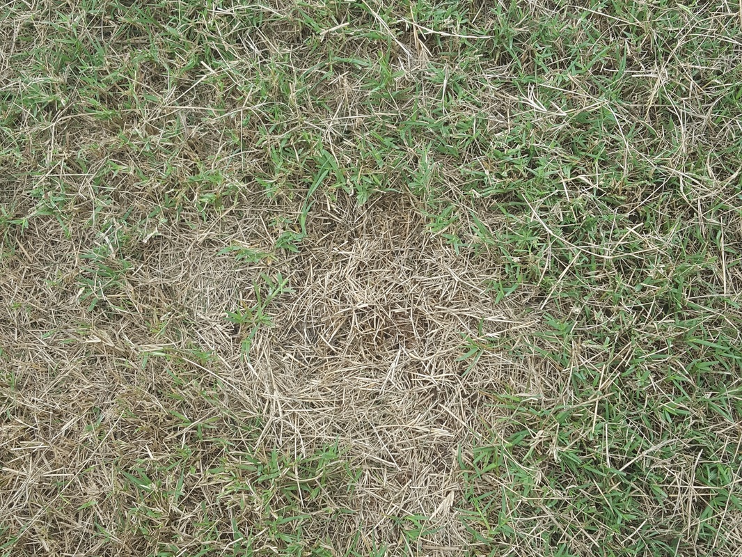 Professional Blog Of Landscaping Yardening In Sc And Nc